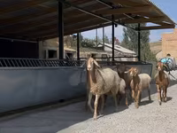 Sheep, Arashan sheep — photo 1