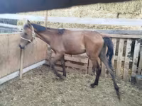 公马, French Trotter — 照片 2