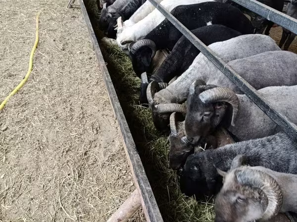 公羊, Sheep