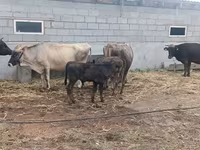 Cow, Cattle — photo 2