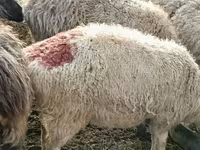 公羊, Hissar sheep — 照片 6