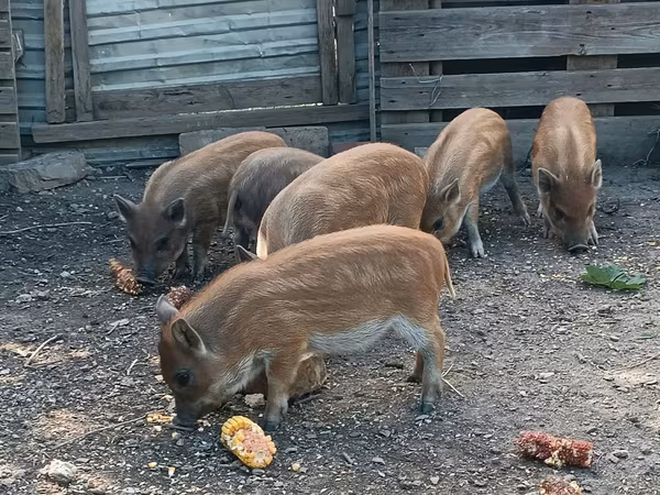 公猪, Вьетнамская вислобрюхая