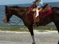 母马, American paint horse — 照片 1