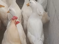 Домашняя мушка — фото 3