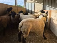 公羊, White Suffolk sheep — 照片 3