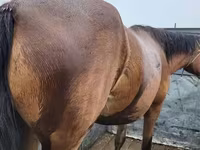 母马, Horses — 照片 1