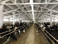 Kuh, Yaroslavl cattle — Foto 5