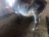 母牛, Cattle — 照片 1