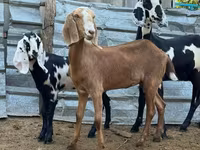母山羊, Nubian Goat — 照片 3