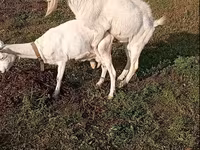 Cabro, Saanen goat — foto 4