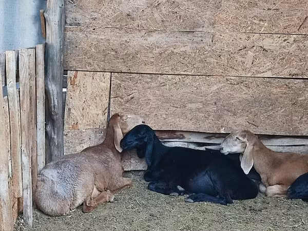 母山羊, Nubian Goat — 吉尔吉斯斯坦