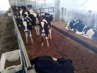 公牛, Holstein breed — 照片 1