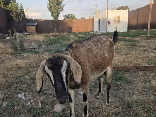 Cabra, Nubian Goat — Kirguistán