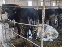 公牛, Belgian Blue — 照片 7