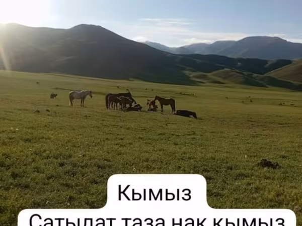 Кымыз — натуральный, свежий. Есть также саамал (парное кобылье