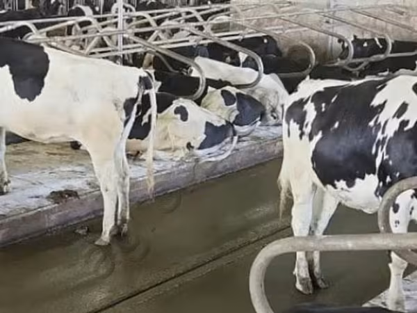 Holsteinras