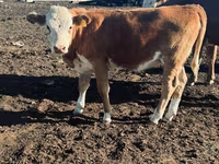 公牛, Cattle — 照片 3