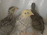 Quails — photo 2