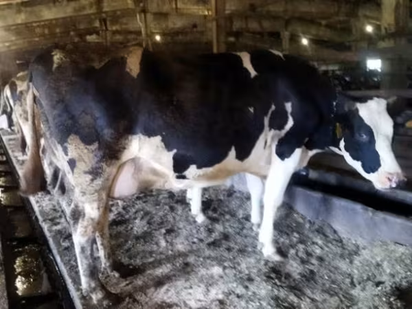 母牛, Russian Black pied cattle