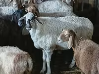 母羊, Sheep — 照片 1