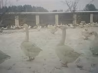 Geese — الصورة 1