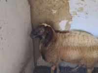公羊, Sheep — 照片 1