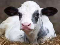 Bull, Holstein breed — photo 1