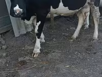 母牛, Holstein breed — 照片 3