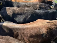 公牛, Cattle — 照片 4