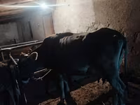 Vaca, Swiss cattle — foto 4