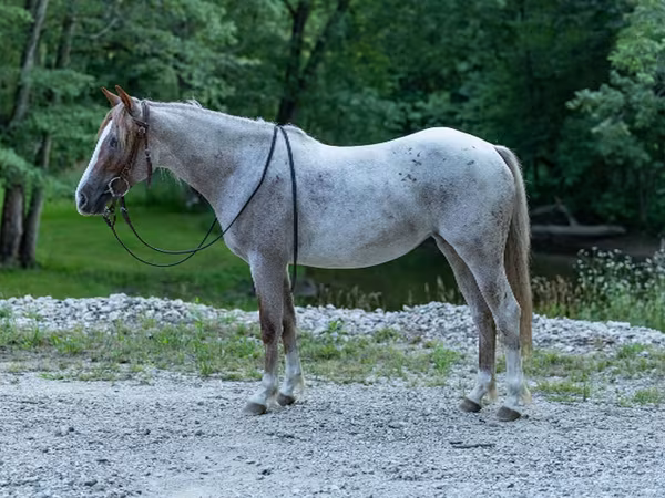घोड़ी, Quarter Horse