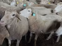 Schaf, Dorper sheep — Foto 7