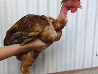 Chickens — 照片 1