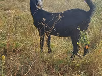 母山羊, Nubian Goat — 照片 2