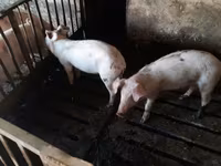 मादा सूअर, Дюрок — फ़ोटो 2