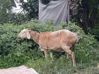 Schaf, Arashan sheep — Foto 2