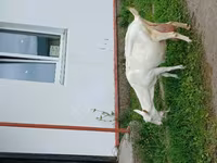 母山羊, Goats — 照片 6