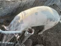 公猪, Pigs — 照片 4
