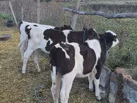 Toro, Ganado vacuno — foto 4