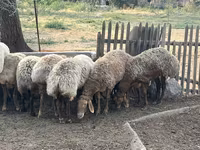 母羊, Sheep — 照片 3