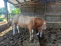 公牛, Blonde d’Aquitane cattle — 照片 5