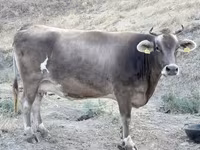 بقرة, Ukrainian Brown Dairy Cattle — الصورة 3