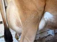 母牛, Jersey breed — 照片 3