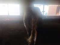 母牛, Cattle — 照片 4