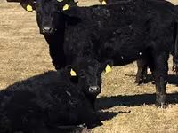 Cow, Cattle — photo 5
