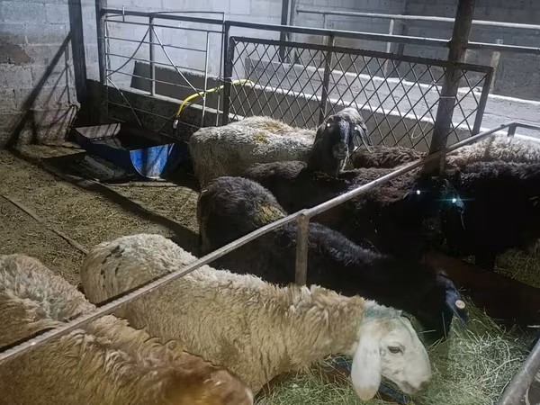 Ram, Sheep — Kyrgyzstan