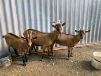 母山羊, Goats — 照片 3