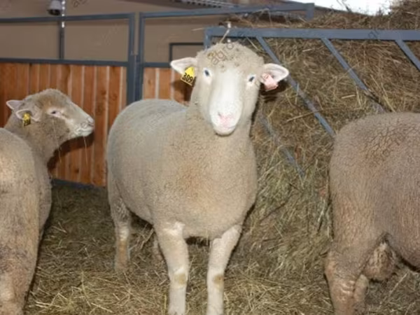 Ram, Dorset horn sheep
