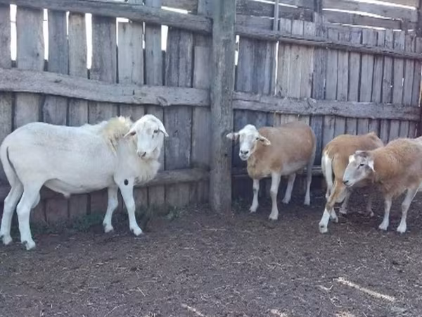 公羊, Katum sheep