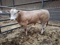 Toro, Blonde d’Aquitane cattle — foto 3